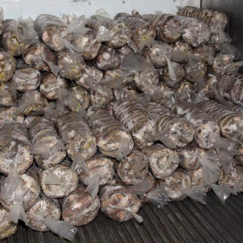Confiscated fisheries during a previous poaching arrest.